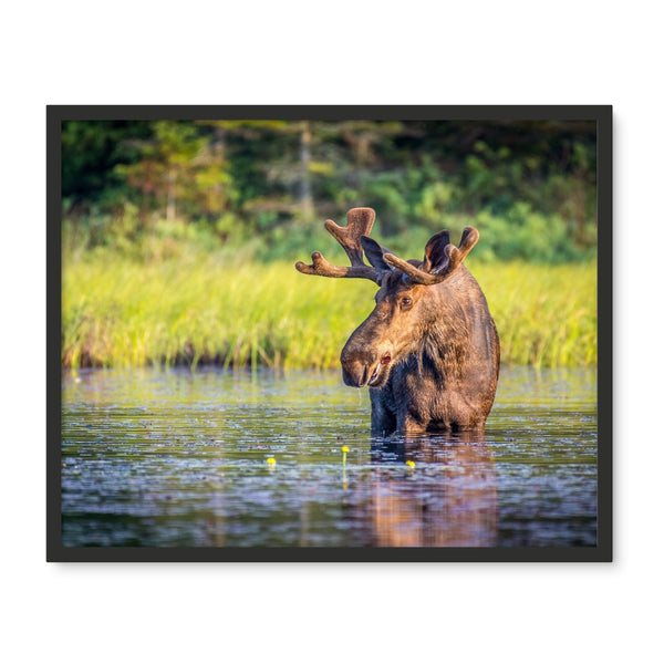 Canada Bull Moose Framed Photo Tile